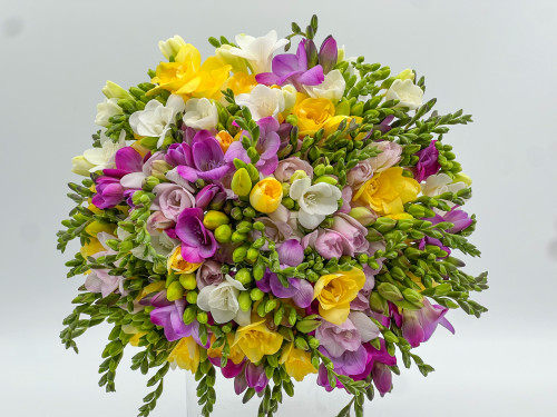 Buchet 51 de frezii multicolore